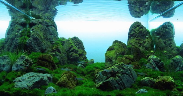 Prociuk Mikola (Ukraina)